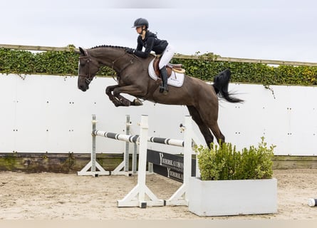 KWPN, Stute, 5 Jahre, 175 cm, Rappe