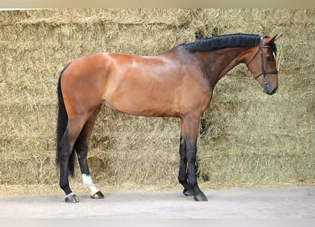KWPN, Stute, 5 Jahre, 175 cm, Rotbrauner