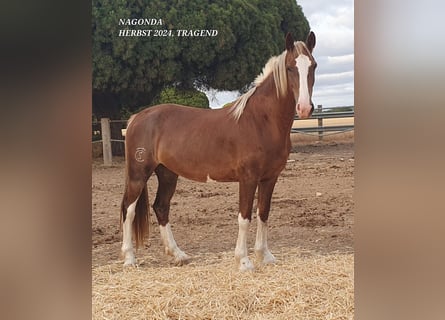KWPN, Stute, 6 Jahre, 157 cm, Palomino