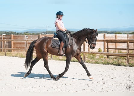 KWPN, Stute, 6 Jahre, 160 cm, Brauner