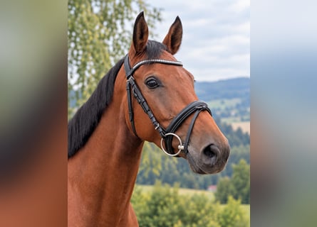 KWPN, Stute, 6 Jahre, 160 cm, Brauner