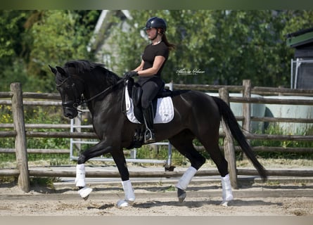 KWPN, Stute, 6 Jahre, 162 cm, Rappe