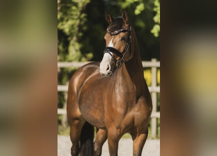 KWPN, Stute, 6 Jahre, 164 cm, Brauner