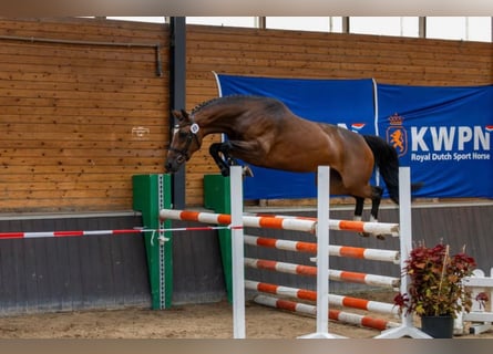 KWPN, Stute, 6 Jahre, 164 cm, Dunkelbrauner
