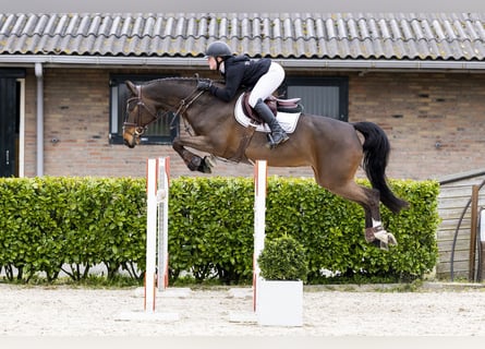 KWPN, Stute, 6 Jahre, 164 cm