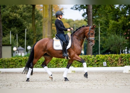 KWPN, Stute, 6 Jahre, 165 cm, Brauner