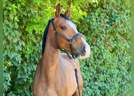 KWPN, Stute, 6 Jahre, 165 cm, Brauner