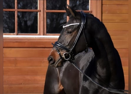 KWPN, Stute, 6 Jahre, 165 cm, Dunkelbrauner