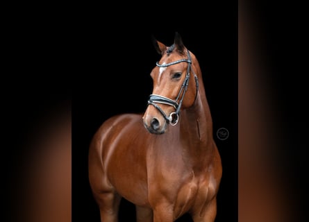 KWPN, Stute, 6 Jahre, 166 cm, Brauner