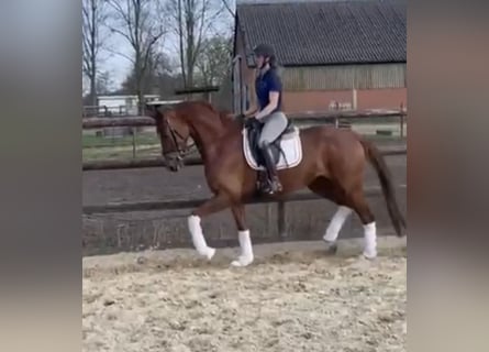 KWPN, Stute, 6 Jahre, 166 cm, Dunkelfuchs