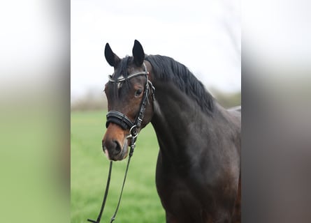 KWPN, Stute, 6 Jahre, 168 cm, Brauner