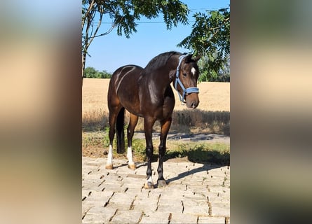KWPN, Stute, 6 Jahre, 168 cm, Brauner