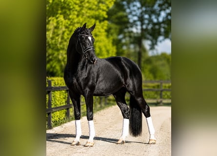KWPN, Stute, 6 Jahre, 168 cm, Rappe