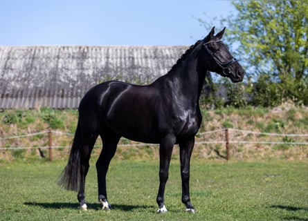 KWPN, Stute, 6 Jahre, 168 cm, Schwarzbrauner