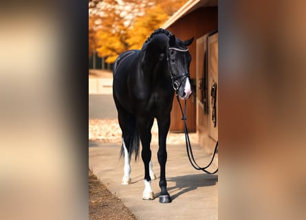 KWPN, Stute, 6 Jahre, 170 cm, Rappe