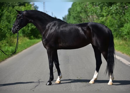 KWPN, Stute, 6 Jahre, 170 cm, Rappe