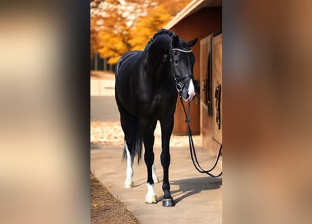 KWPN, Stute, 6 Jahre, 170 cm, Rappe KWPN, Stute, 6 Jahre, 170 cm, Rappe