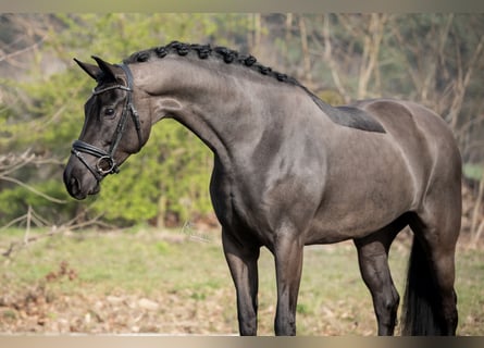 KWPN, Stute, 6 Jahre, 170 cm, Rappe