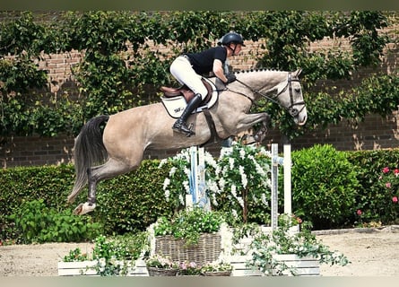 KWPN, Stute, 6 Jahre, 172 cm, Schimmel