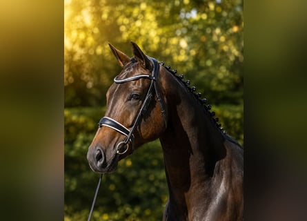 KWPN, Stute, 6 Jahre, 173 cm, Schwarzbrauner