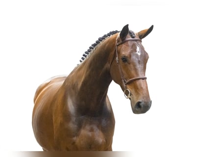 KWPN, Stute, 6 Jahre, 174 cm, Dunkelbrauner