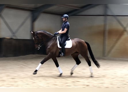 KWPN, Stute, 6 Jahre, 176 cm, Dunkelbrauner
