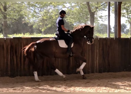 KWPN, Stute, 6 Jahre, 176 cm, Fuchs