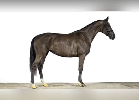 KWPN, Stute, 6 Jahre, 180 cm, Rappe