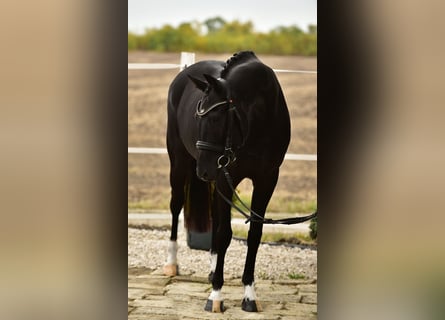 KWPN, Stute, 7 Jahre, 160 cm, Rappe