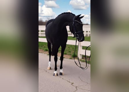 KWPN, Stute, 7 Jahre, 160 cm, Rappe