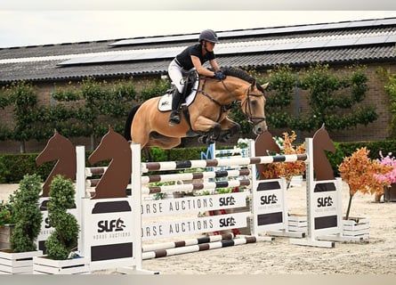 KWPN, Stute, 7 Jahre, 161 cm