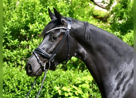 KWPN, Stute, 7 Jahre, 162 cm, Rappe