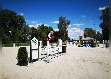 KWPN, Stute, 7 Jahre, 163 cm, Brauner