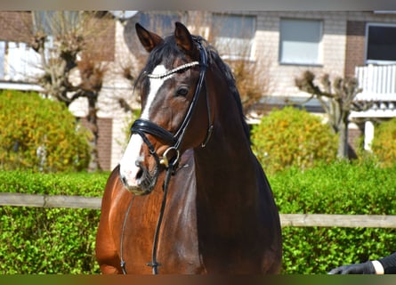 KWPN, Stute, 7 Jahre, 163 cm