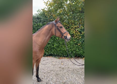 KWPN, Stute, 7 Jahre, 164 cm, Brauner