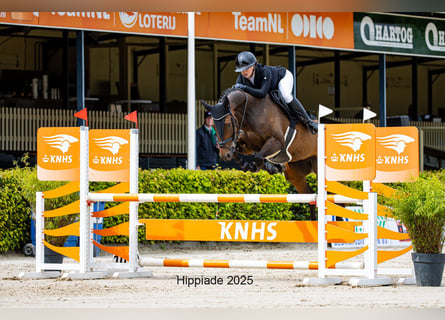 KWPN, Stute, 7 Jahre, 165 cm, Brauner