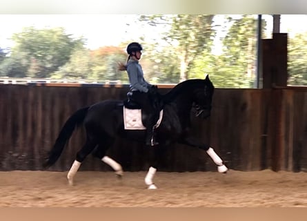 KWPN, Stute, 7 Jahre, 165 cm, Rappe