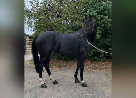 KWPN, Stute, 7 Jahre, 165 cm, Schwarzbrauner