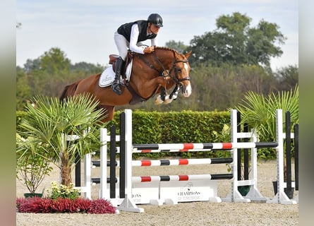 KWPN, Stute, 7 Jahre, 166 cm, Fuchs