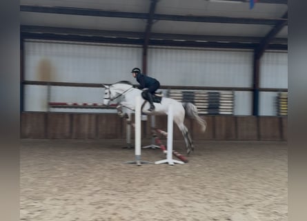 KWPN, Stute, 7 Jahre, 167 cm, Blauschimmel