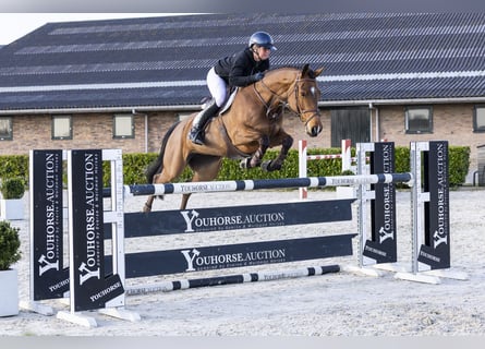 KWPN, Stute, 7 Jahre, 167 cm, Brauner