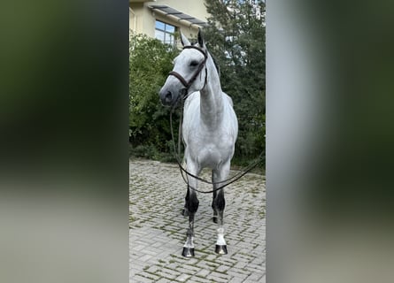KWPN, Stute, 7 Jahre, 167 cm, Schimmel