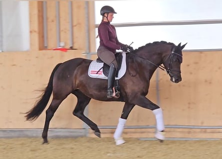 KWPN, Stute, 7 Jahre, 167 cm, Schwarzbrauner