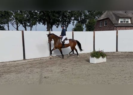 KWPN, Stute, 7 Jahre, 168 cm, Brauner