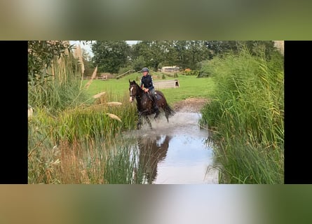 KWPN, Stute, 7 Jahre, 168 cm, Brauner