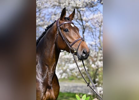 KWPN, Stute, 7 Jahre, 168 cm, Dunkelbrauner