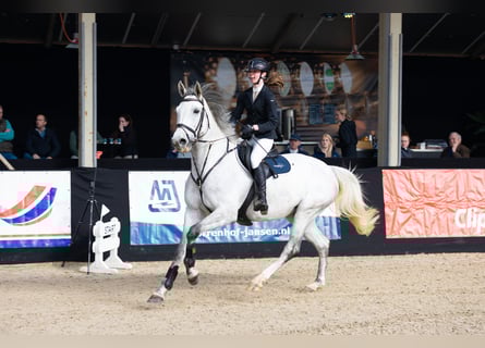 KWPN, Stute, 7 Jahre, 168 cm, Schimmel