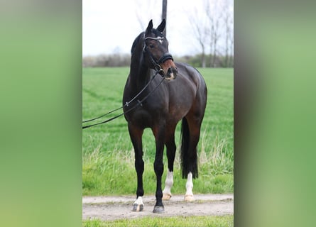 KWPN, Stute, 7 Jahre, 170 cm, Brauner
