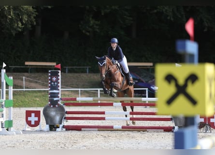 KWPN, Stute, 7 Jahre, 170 cm, Brauner