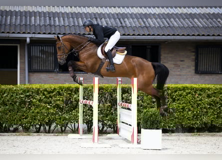 KWPN, Stute, 7 Jahre, 170 cm, Brauner